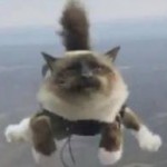 قطط تحاول كسر رقم المجازف فيليكس